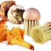 Brosse à champignons La Bonne Graine 4cm